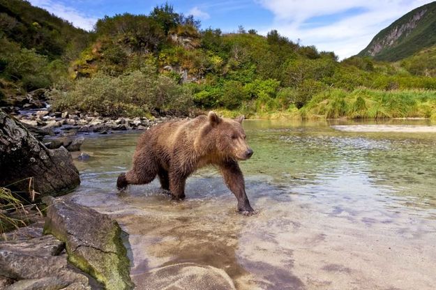 Un giorno con un grizzly, la tenerezza  di un predatore