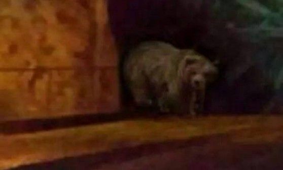 A tu per tu con l'orso: il vademecum della Guardia forestale