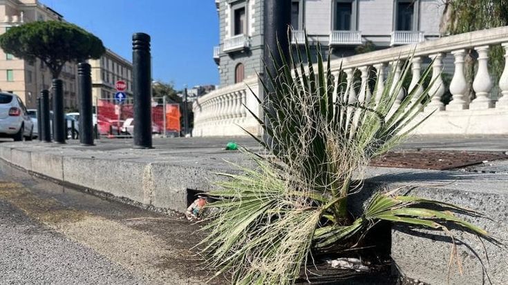 Napoli, palma spontanea sbuca da una caditoia in piazza della Repubblica
