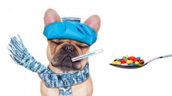 Com'è difficile curare cani e gatti: “Costi alle stelle per le medicine”
