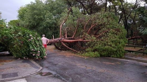 Maltempo Emilia-Romagna, comincia la conta dei danni. A Comacchio ciclista travolto da un albero caduto