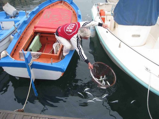 Pesci morti alla Cala<br />li ha persi un peschereccio