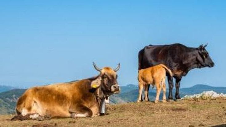 Liguria rovente e senz’acqua: a ponente è già vendemmia. Allarme per i pascoli aridi