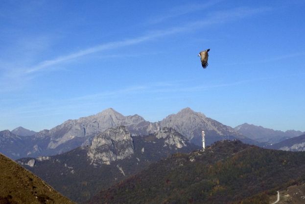 Un raro grifone come compagno di volo, sorpresa nei cieli del Lecchese