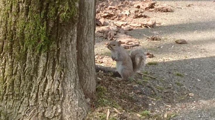 Scoiattoli grigi, l’appello a Bresso: “Simpatici ma dannosi per la biodiversità, non nutriteli"