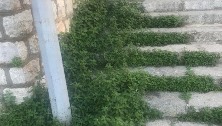 Arenella, il Comune non taglia l'erba: donna allergica costretta a stare chiusa in casa
