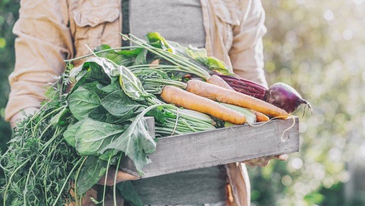 Un progetto per formare la nuova classe di agricoltori bio