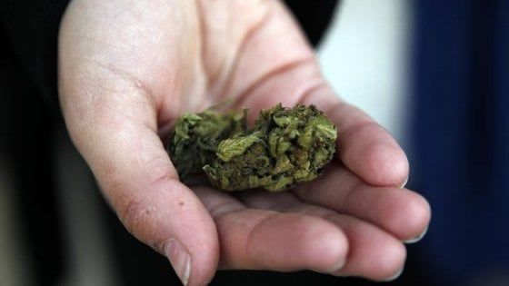 La cannabis ad alta potenza aumenta il rischio di disturbi psichiatrici