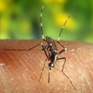 Malaria, paura e parole in libertà