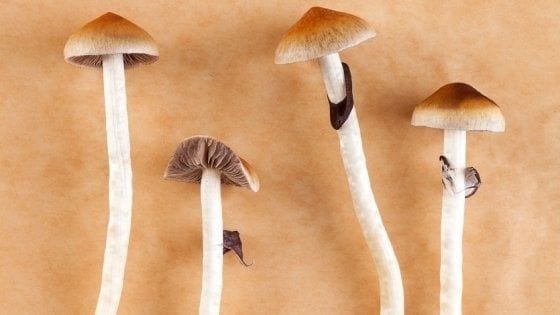 Funghi allucinogeni contro la depressione, ok dai primi test
