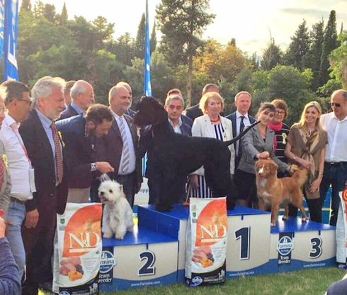 Favorita: più di mille cani in passerella, la vittoria a Indio