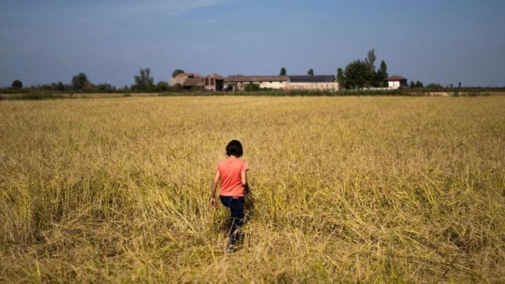 The Piedmontese farm reviving an ancient rice variety in a natural oasis