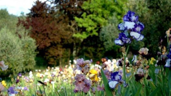 Firenze, è aperto il giardino dell'Iris: ingresso gratuito