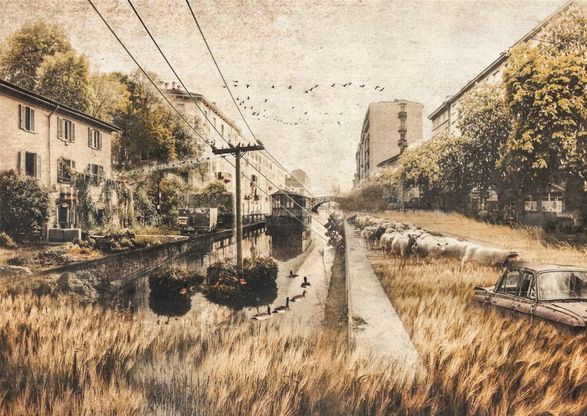 Pecore lungo il Naviglio e risaie a Porta Nuova: Milano si fa invadere dalla natura