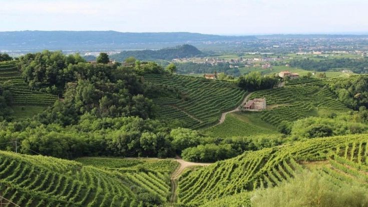 La secessione del Prosecco. I produttori storici contro i low cost: "Via quel nome dalle nostre bottiglie"