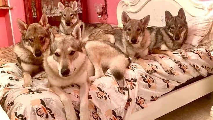  Nuova casa per i 5 "lupi cecoslovacchi" che sbranarono una donna: niente soppressione