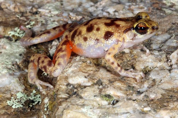 Australia, nuove specie in un "mondo perduto"