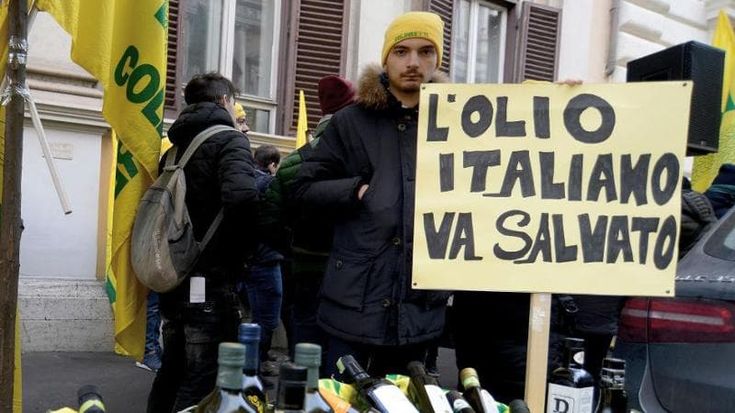 The row over green gold: “Foreign olive oil sold as Italian while ours sits in tanks”