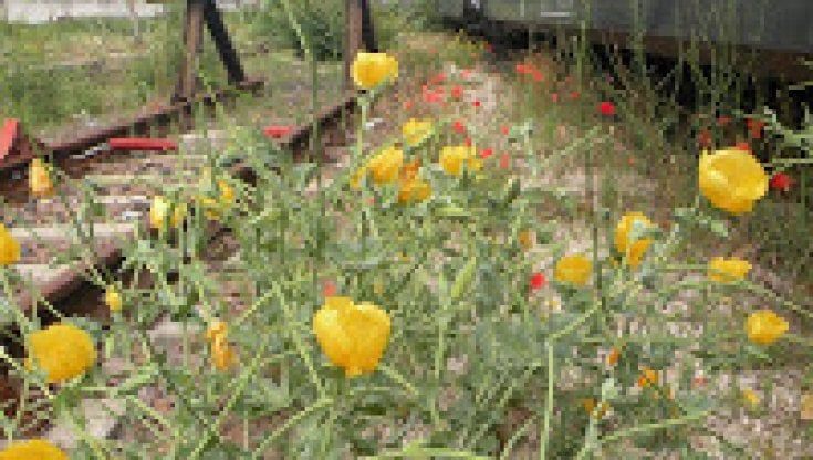  La biodiversità di Milano lungo i binari del treno e sulle mura del Castello