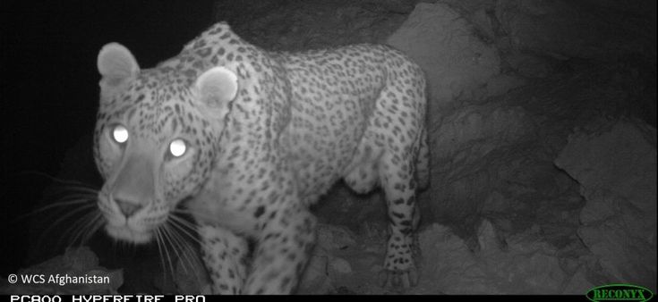 Afghanistan, una nuova area protetta per il leopardo persiano