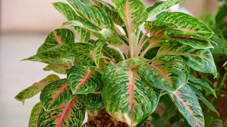 Aglaonema, coltivazione e come prendersi cura della pianta del buio
