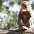 Rigenerare il cuore con il trapianto di staminali, la terapia testata sui macachi