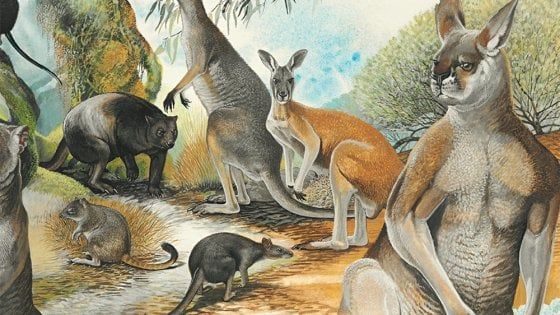 Australia, la megafauna scomparsa a causa del clima