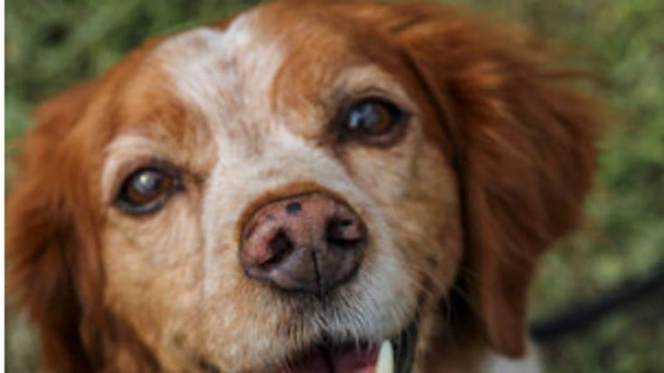 A Nizza l’invasione dei cani con il festival Woofest