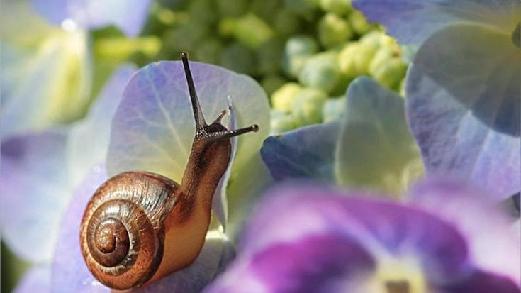 Cosmetici e farmaci dalle chiocciole allevate in Sardegna