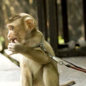 ''Promuove turismo crudele'', TripAdvisor accusata dagli animalisti