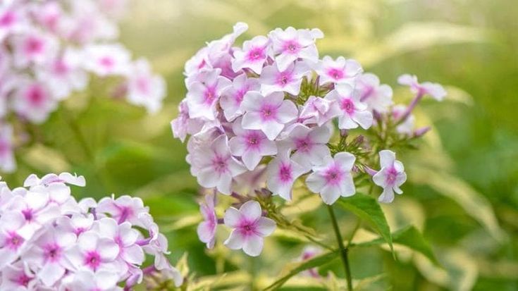 Phlox: coltivazione e consigli di cura per la colorata alternativa alle ortensie