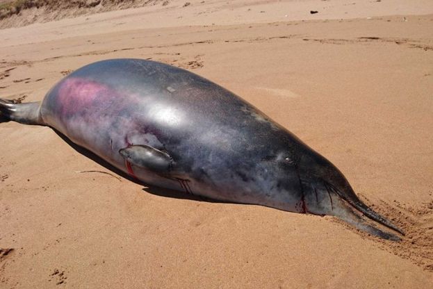 Australia, la rara balena dal becco spiaggiata