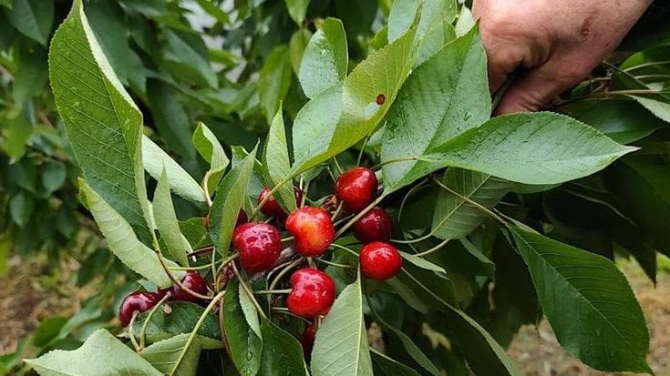 Dopo i tulipani e i girasoli, ecco il campo “u pick” delle ciliegie: a Novate ha aperto CiliegiaMi