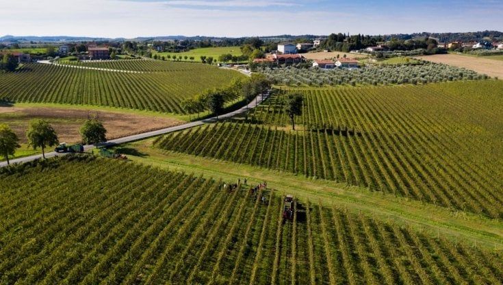 Lugana, la Doc del Lago di Garda cresce ancora 
