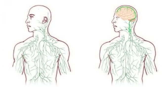 Cervello e sistema linfatico, scoperta relazione: svolta per sclerosi multipla e Alzheimer?