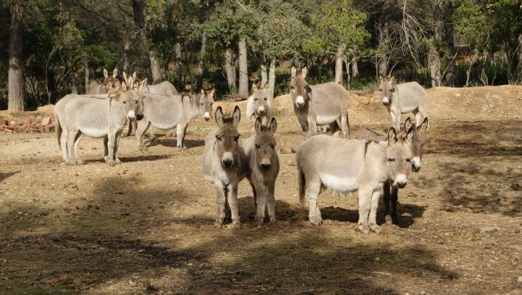 Ortueri, il parco Mui Muscas dedicato all'asinello sardo