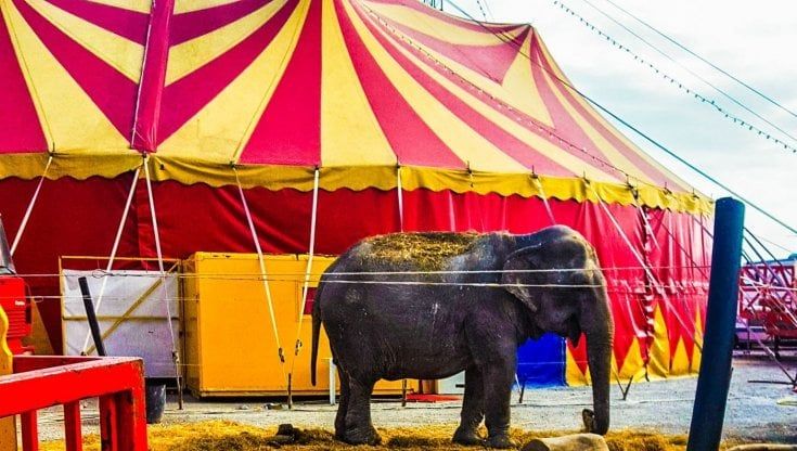 Un recinto troppo piccolo per l'elefantessa Bambi, attrazione del circo: arrivano i carabinieri e la sequestrano