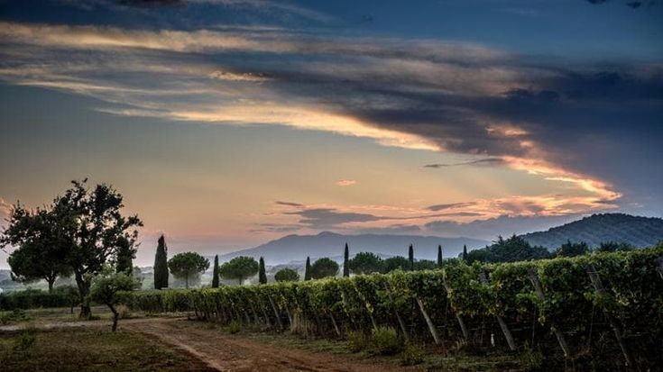 I Fine Wine di Monteverro, cru maremmani in stile francese