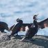 Abruzzo, nella guerra fra pescatori e cormorani spunta un terzo incomodo: il coccodrillo
