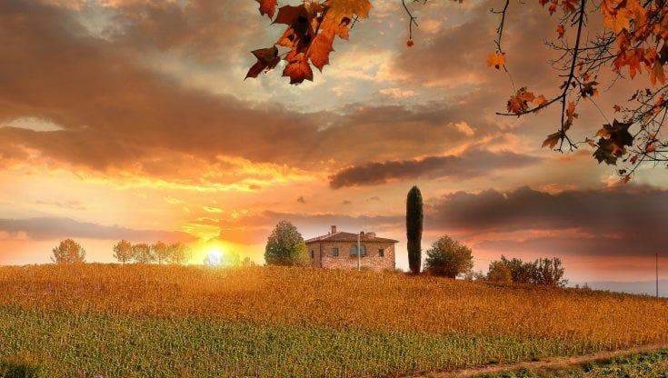 "Sostegno alle imprese vinicole contro la siccità", l'impegno della Regione