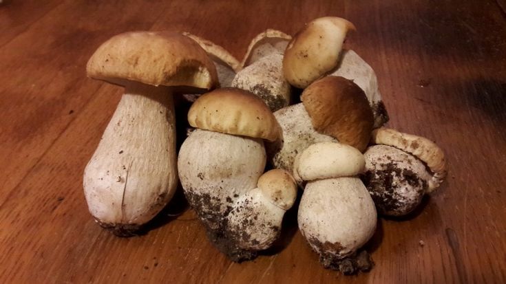 La stagione dei funghi porcini perfetti