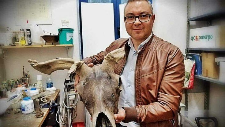 Rinoceronti, mammut e cervi di 180mila anni fa: la secca del Po restituisce reperti storici che finiscono in un museo