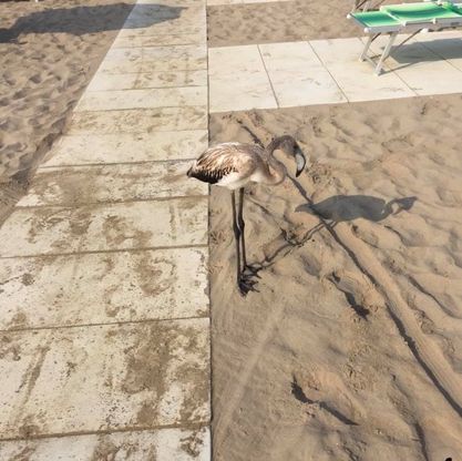Fenicotteri sulla spiaggia di Rimini, l'appello: "Non disturbateli"