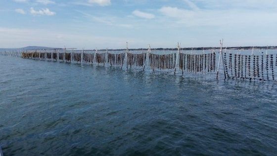 Debutta l’ostrica di San Michele, eccellenza made in Puglia