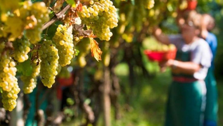 Il caldo anticipa la vendemmia da Sestri Levante al monte di Portofino