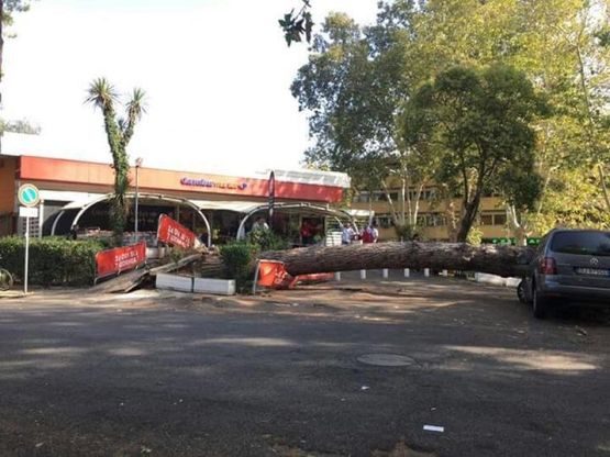 Roma, crolla un pino al Villaggio Olimpico davanti a supermercato: danneggiate 4 auto 