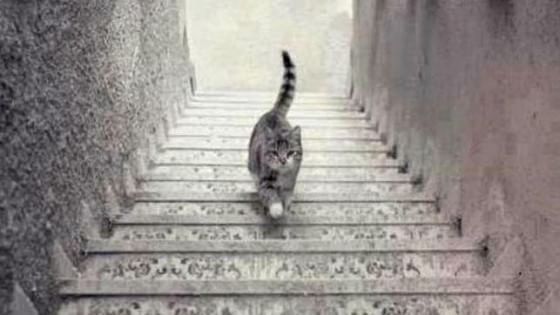 Il gatto sale o scende le scale? Il nuovo caso che divide il web