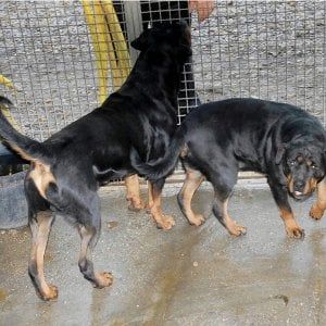 Bologna, donna azzannata alla testa da un rottweiler: il padrone denunciato per lesioni