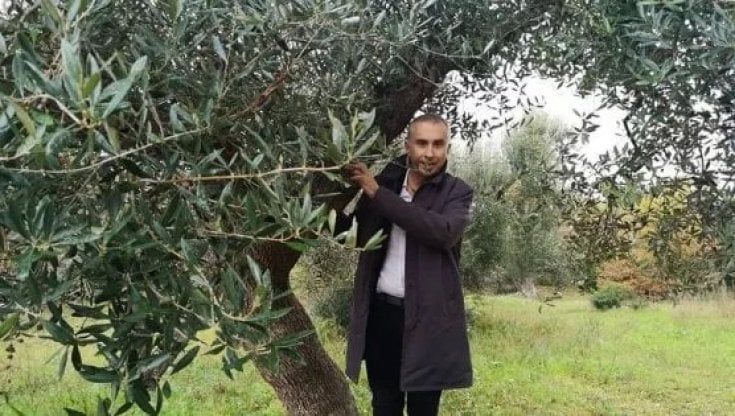 Focolaio di Xylella attorno all'ulivo che il senatore Ciampolillo si era rifiutato di abbattere. Esperti avevano avvisato dei rischi