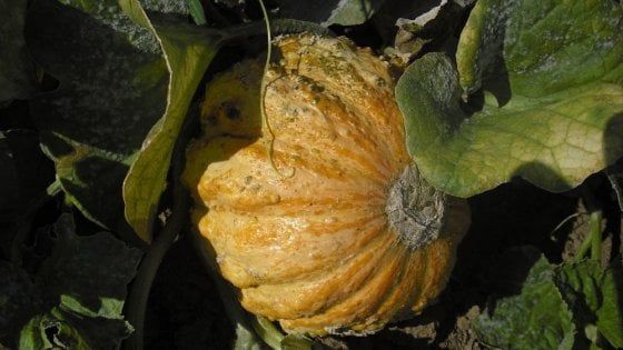 Brutti ma buoni: gli antichi meloni Rospa (e i suoi fratelli) protetti da Slow Food